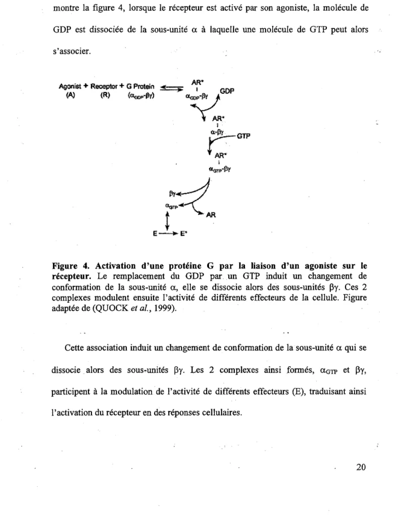 Figure  4.  Activation  d'une  proteine  G  par  la  liaison  d'un  agoniste  sur  le  recepteur