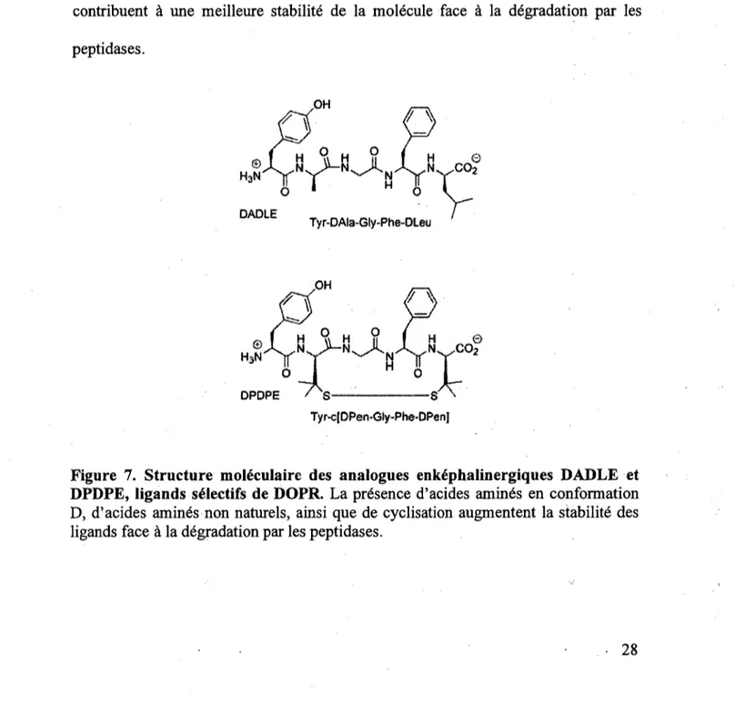 Figure  7.  Structure  moleculaire  des  analogues  enkephalin ergiques  DADLE  et  DPDPE,  ligands  sdlectifs de DOPR
