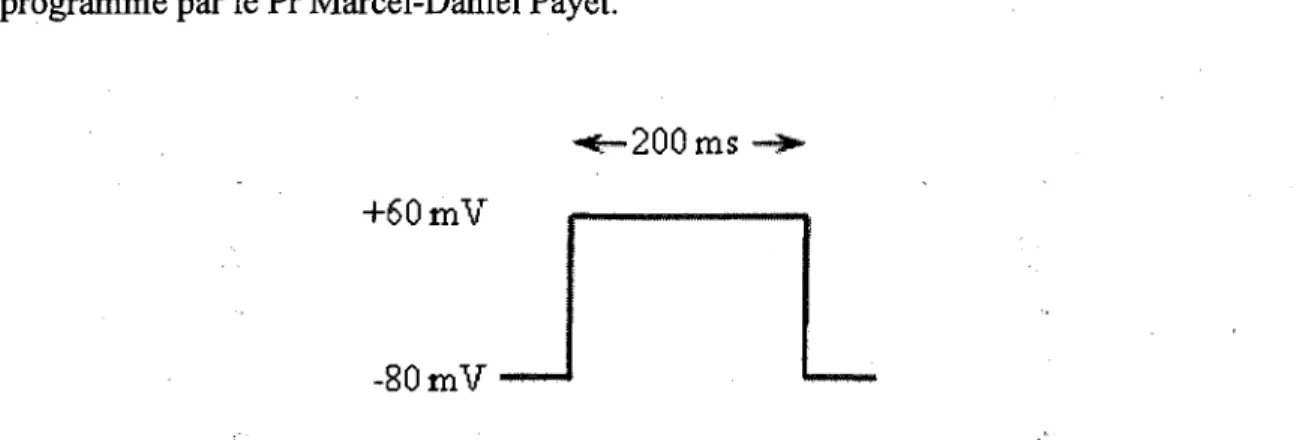 Figure  12.  Schema  representant  le  protocole  de  stimulation  utilise  dans  la  technique  de  voltage  clamp