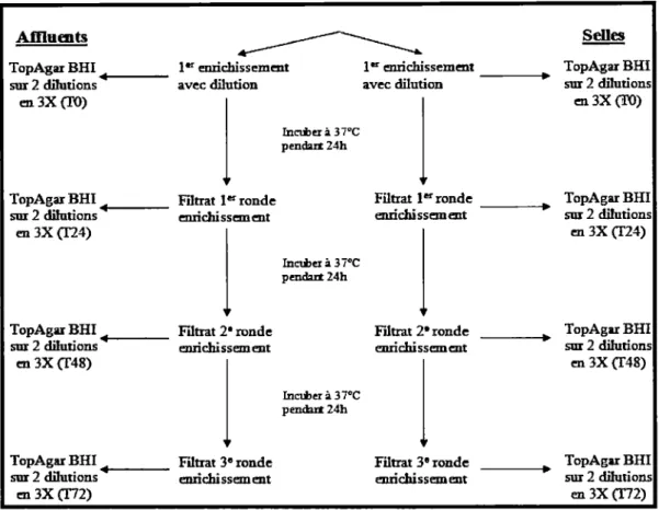 Figure 7. Validation de la méthode d'enrichissement successif avec la souche de C.  difficile  CD24 et le phage <pCD52