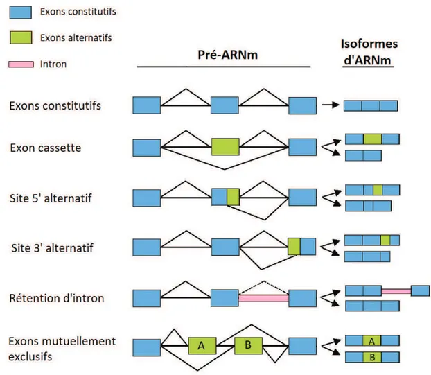 Figure 7 : Maturation et épissage des pré-ARNm en ARNm matures. 