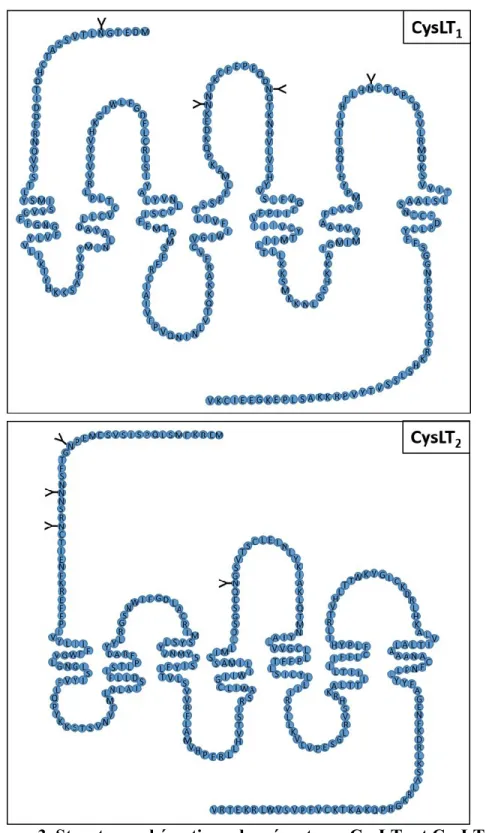 Figure 3. Structure schématique des récepteurs CysLT1 et CysLT2. 