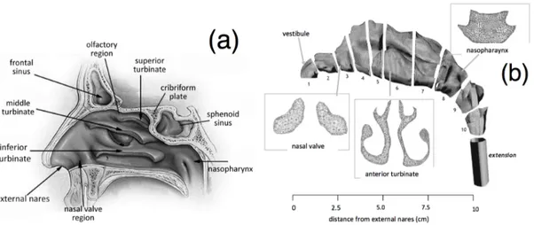 Figure 1.11 – Anatomie de la cavité nasale. (a) : vue transversale (adapté de The