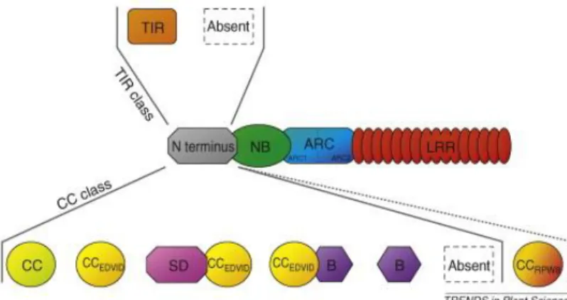 Figure 1.2 Architecture typique des NB-LRR avec les variations N-terminales les plus 