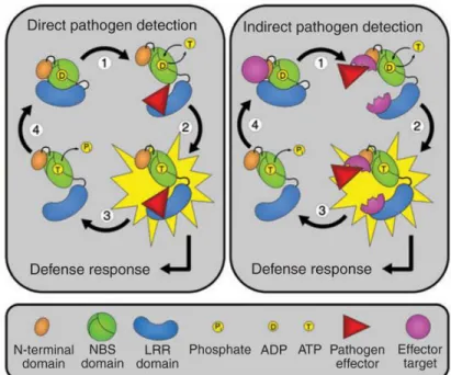 Figure 1.4 Modèle d’activation des NB-LRR selon un mode de détection directe ou 