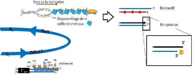 Figure 1.2 Représentation schématique de la réplication des télomères en fin de la phase  S et la reconstitution de la structure habituelle du brin tardive par l’activité des nucléases