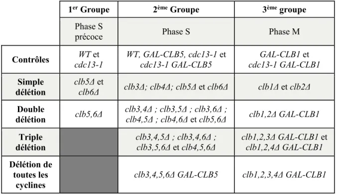 TABLEAU 2.1 Énumération des souches et leur génotype dans leur groupe respectif. 