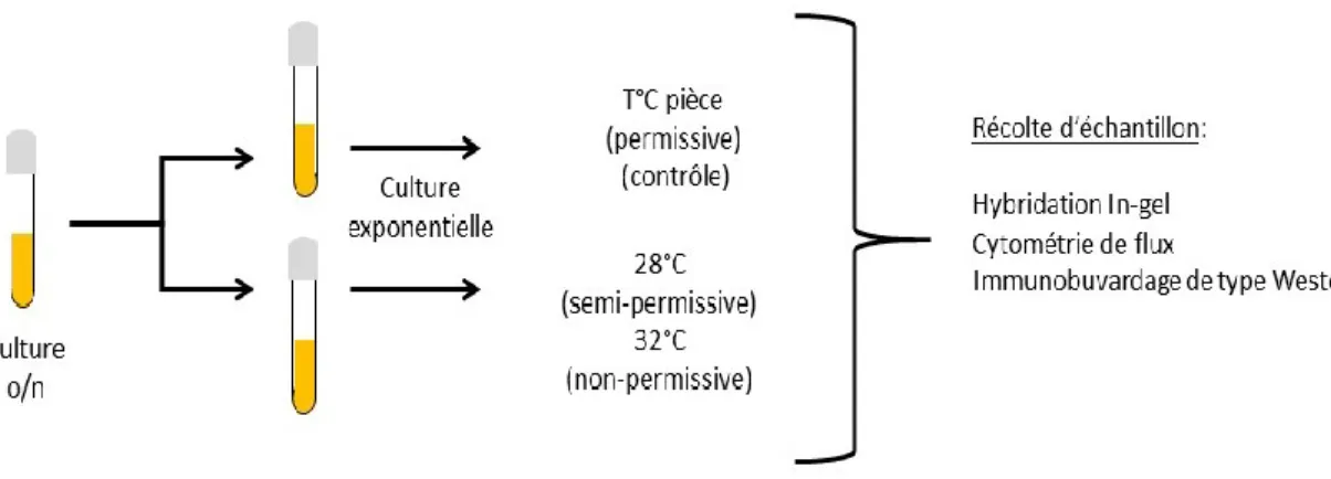 Figure 2.4 Récolte d’échantillons suite à la déprotection des télomères. 