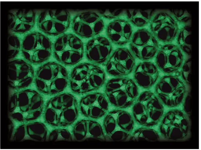 Figure 2.6 – Photo prise en paroi. Particules fluorescentes de 30 µm et bulles de D b =