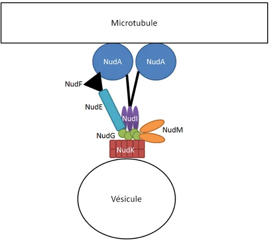 Figure 7: Les protéines Nud et leurs interactions. Schéma simplifié de l'interaction des  protéines Nud faisant partie des complexes de la dynéine et dynactine