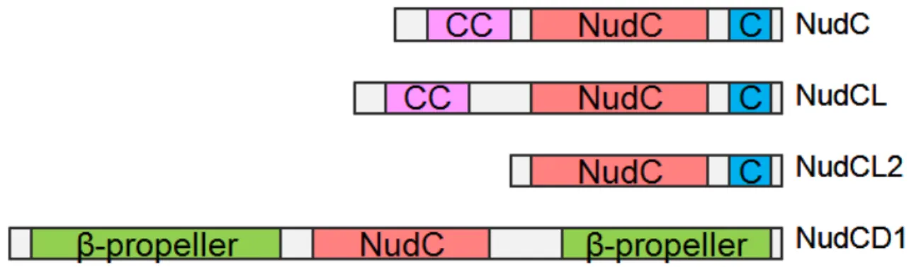 Figure 8: Structure moléculaire des protéines  de la famille NudC.  Les protéines de la  famille  NudC  possèdent  toutes  un  domaine  NudC/p23  en  plus  de  domaines  spécifiques  à  chaque protéine