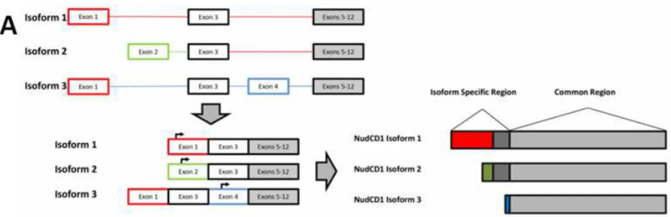 Figure  9:  Isoformes  de  NudCD1.  Épissage  alternatif  du  gène  de  NudCD1  menant  à  la  formation  d'isoformes  de  3  tailles  moléculaires  différentes  ayant  une  partie  commune   C-terminale et spécifique N-C-terminale