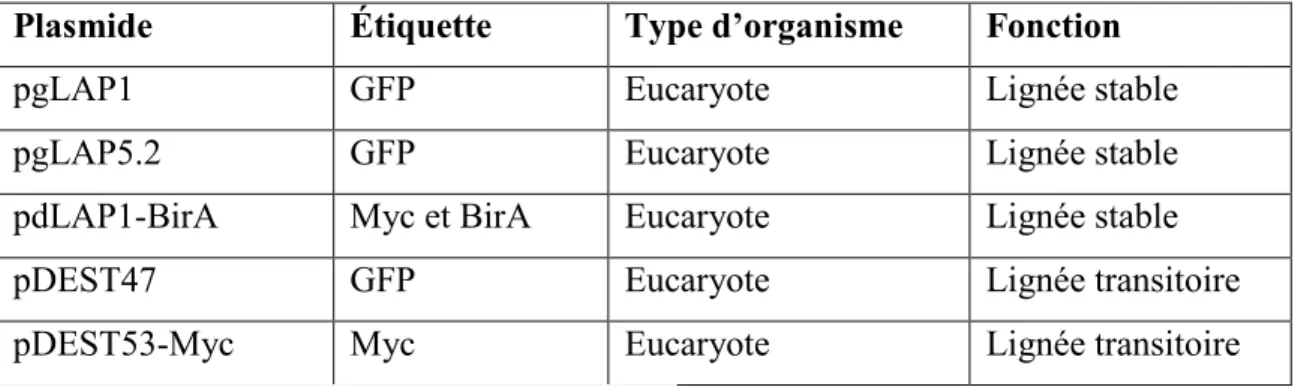 Tableau 2 :  Vecteurs d’expression utilisés    2.3 Transfection transitoire et stable 