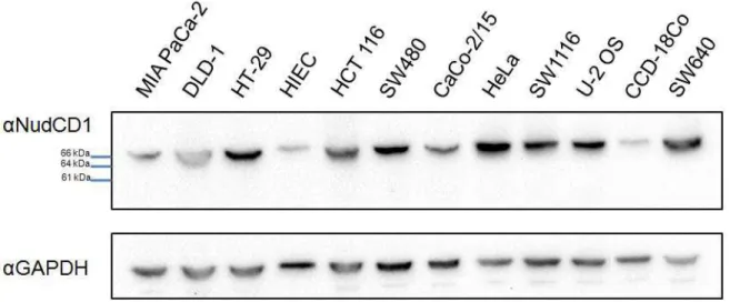 Figure 11 : Niveaux d’expression protéique des isoformes de NudCD1 dans différentes  lignées cellulaires