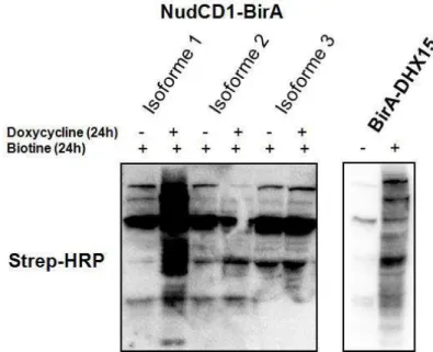 Figure  13:  Validation  des  constructions  U-2  OS  NudCD1  et  DHX15  avec  étiquette  BirA