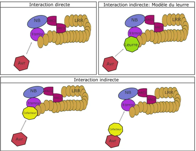 Figure  1.7  Différents  modèles  d’interaction  Avr/NB-LRR.  Illustrés  ici  les  différents  scénarios 