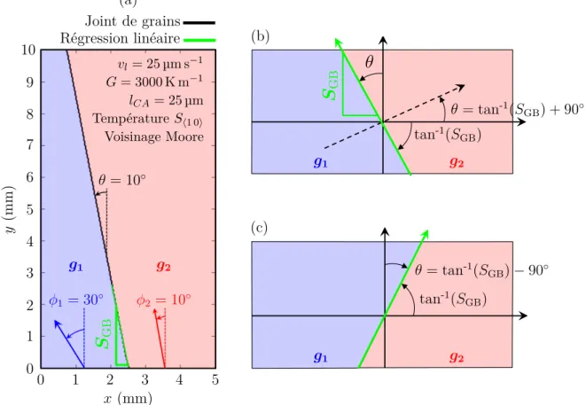 Figure III.8 – (a) Résultats d’une simulation CA de la compétition de croissance de deux