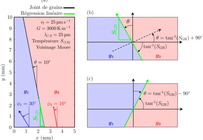 Figure III.8 – (a) Résultats d’une simulation CA de la compétition de croissance de deux