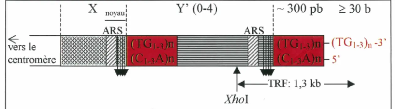 Figure 1 : organisation structurale des télomères chez S.  cerevisiae 