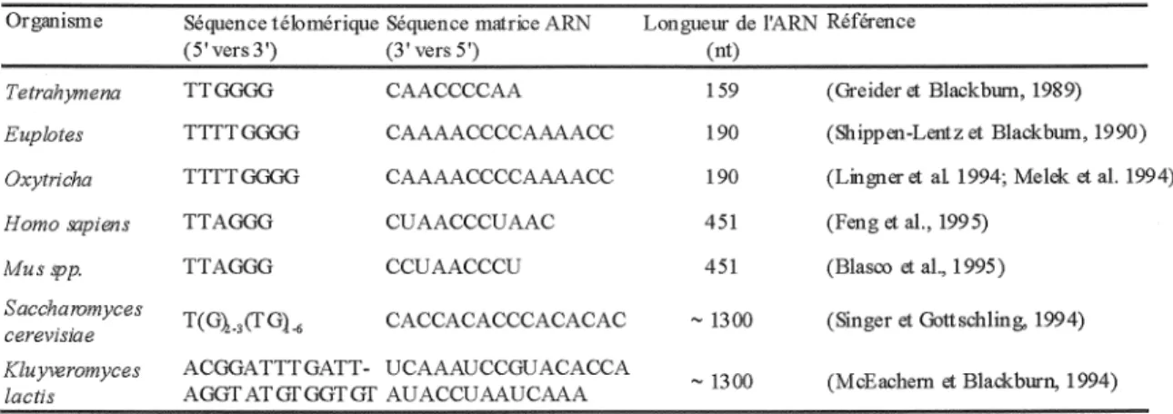 Tableau 3: séquence matrice de la composante ARN de  la télomérase chez différents organismes 