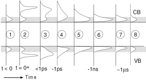 Figure 1.1: Time evolution of electron and hole populations after a laser excitation, from [3]