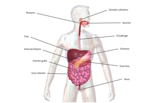 Figure 1 : Le système digestif humain (adapté de Blausen 2014). 