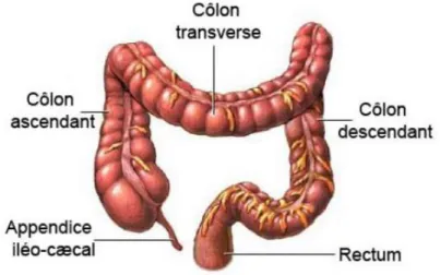 Figure 2 : Composition anatomique du côlon humain (www.health.allrefer.com). 
