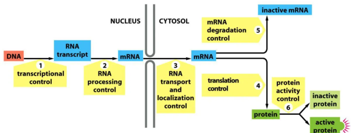 Figure  19 :  Représentation  des  différents  niveaux  de  régulation  de  l’expression  des  gènes ou protéines (Alberts et al