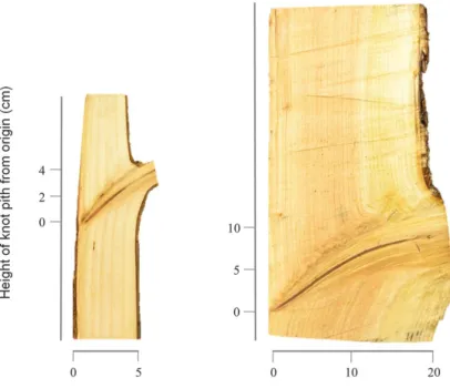 Figure 47 : Coupe LR d'un douglas montrant la moelle d'un nœud [ 70 ] 