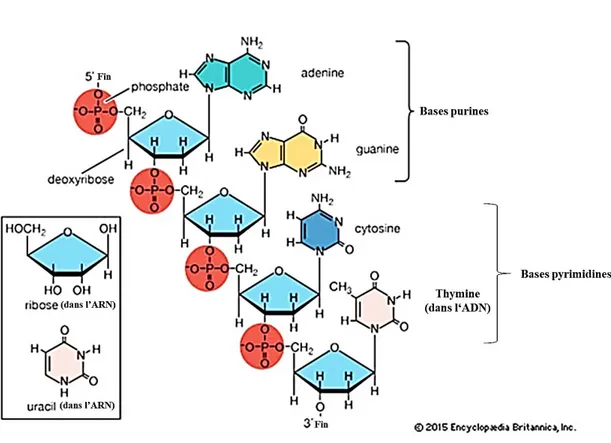 Figure 1.6   Différences  structurales  entre  ADN  et  ARN  (Nucleic  acid  Chemical  Compound, s.d.) 