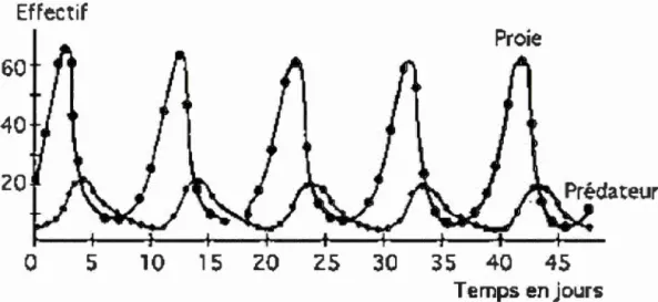 Figure  0.4  Représentation  graphiq ue  des  cycles  de  population  d' une  proie  et  d ' un  prédateur hypothétique  construite à partir des  équations de  Lotka et Volterra (d 'après  Krebs , in  Whittaker,  1975)