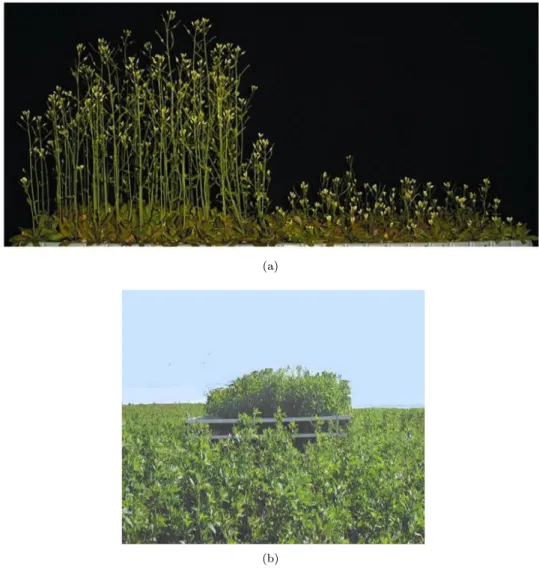 Figure 1.9 – Observation de la thigmomorphogénèse. (a) : Arabidopsis Thaliana. Les plantes de droite ont été touchées 2 fois par jour