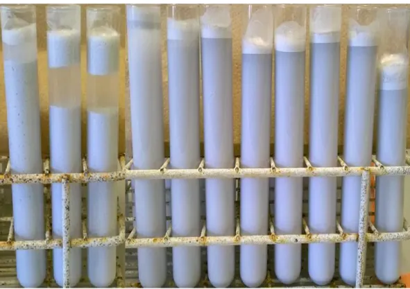 Figure II-11 Samples at 0.015 wt.% SDBS and different pH values, from left to right: pH=6.4 - 6.6 - 7.1 -  6 - 5.8 - 5.6 - 5.4 - 5.2 - 4.9 - 4.5 - 3.9 