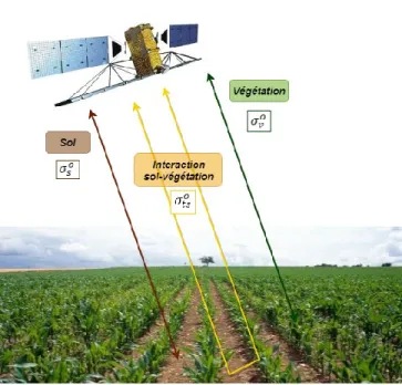 Figure 8 : Schéma des principaux mécanismes de rétrodiffusion du signal radar sur un sol couvert de végétation