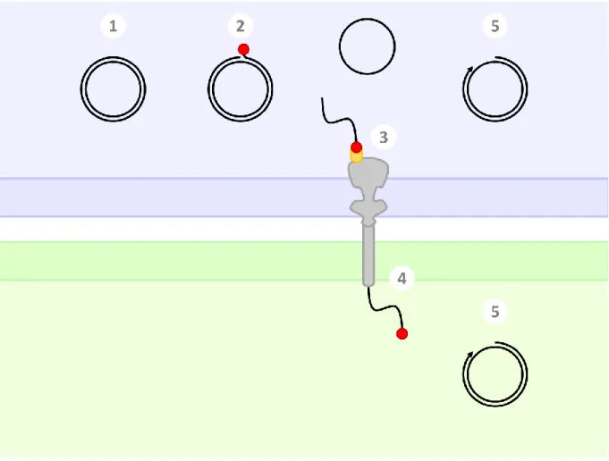 Figure 1.  Mécanisme général de la conjugaison 