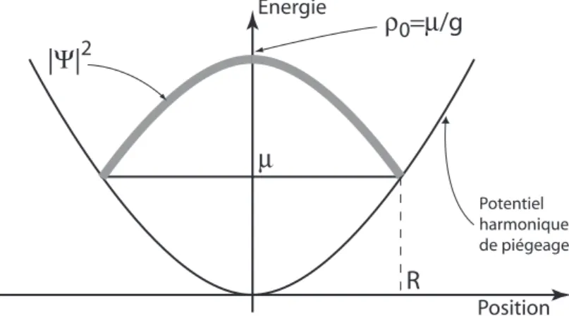 Fig. 1.4 – Fonction d’onde de Thomas-Fermi dans un potentiel de pi´ egeage harmonique