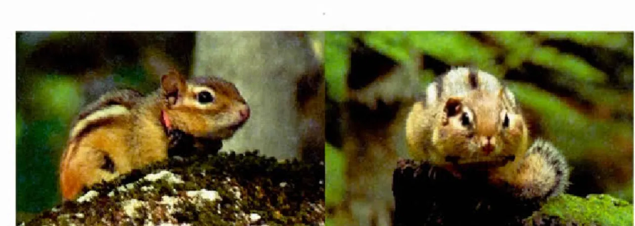 Figure  3.1  A  collar-mounted  spy  microphone  for  recording  individual  sound  emissions  in  free-ranging  chipmunks
