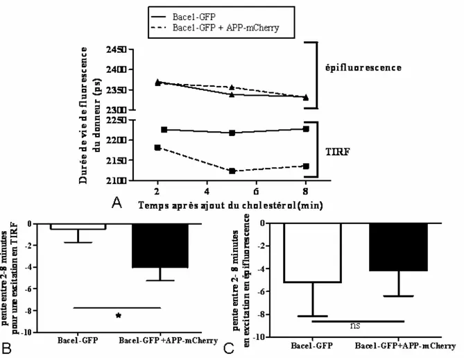 Fig. 3.11 : Augmentation du FRET aux temps courts après l’ajout du cholestérol à la membrane plasmique des  neurones mais pas dans le cytosol