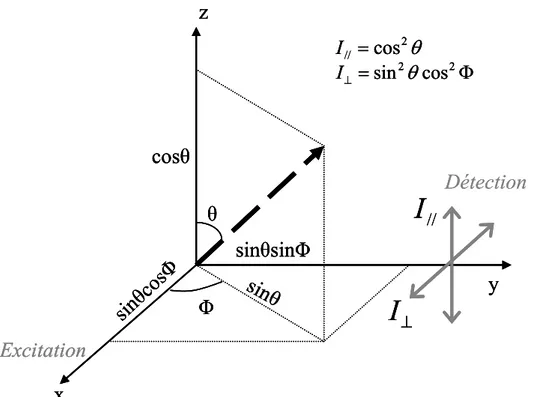 Fig. 4.1 : Intensités parallèle et perpendiculaire à la polarisation d’excitation d’un dipôle considéré comme  molécule unique