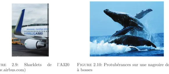 Figure 2.10: Protub´erances sur une nageoire de baleine `a bosses