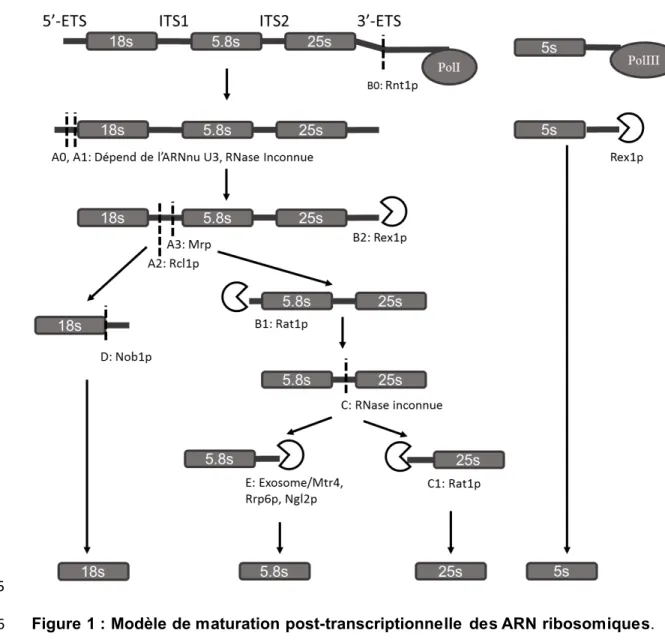 Figure 1 : Modèle de maturation post-transcriptionnelle des ARN ribosomiques. 6 