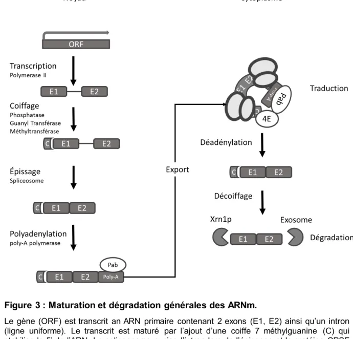 Figure 3 : Maturation et dégradation générales des ARNm. 2 