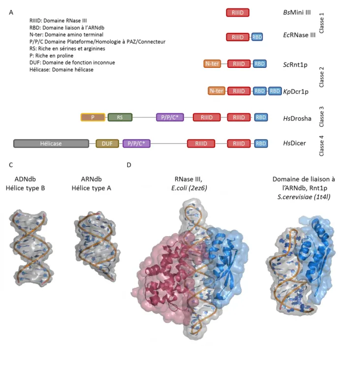 Figure 7 : les RNases III sont une famille d’enzyme qui reconnaît l’ARNdb.  3 