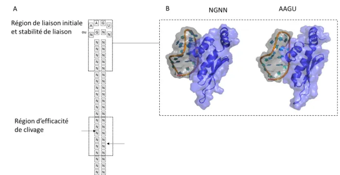 Figure 8 : L’activité de Rnt1p dépend de deux régions sur l’ARN. 2 