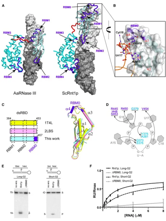 Figure 3: New RNA-Binding  Motif, RBM0, Identifies the NGNN Tetraloop 2 