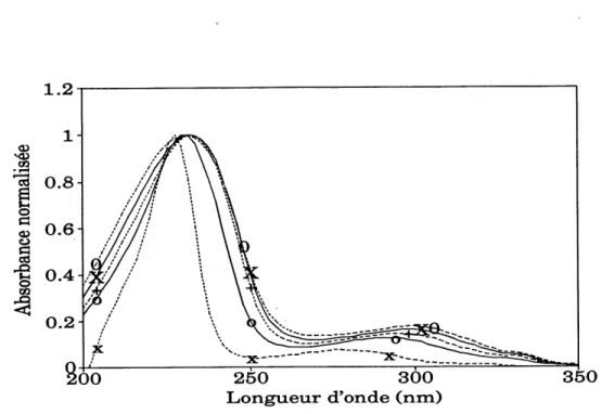 Fig. 2.33. Spectres UV des fractions de PNS obtenues par ultrafiltration. x, passe YC05; o, passe YM2; +, passe YM5; X, passe YM10; 0, retenu PM10.
