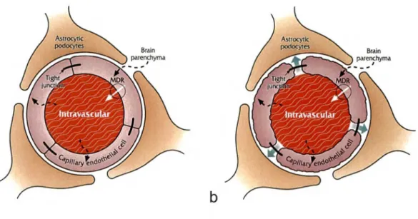 Figure  4.  Processus  d'OBHE.  A)  Microvaisseau  cérébral  normal,  B)  Effondrement  structural  et  bris  des  jonctions  serrées  suite  à  l'administration  d'une  solution  de  mannitol 25  % à débit élevé durant 30 s (adapté de FORTIN, 2003)