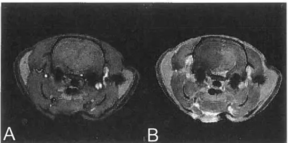 Figure 2. Representative axial  MR brain  images of a  rat lying prone in a  7 T  MRI  scanner