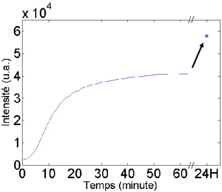 Figure 32 : Cinétique d'apparition de fluorescence pour la synthèse de type C300. 