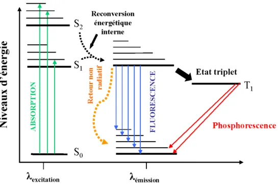 Figure 9 Diagramme de Jablonski expliquant la fluorescence et la phosphorescence. 